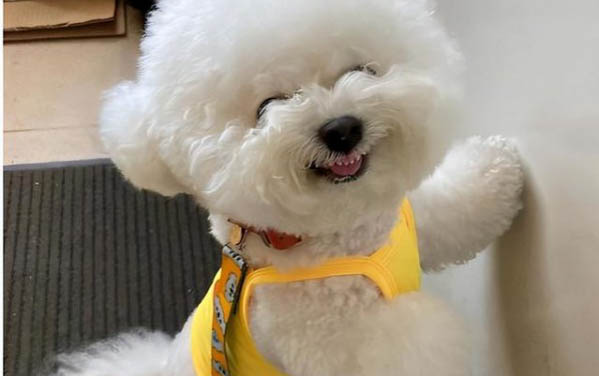 比熊犬喂養(yǎng)常識？