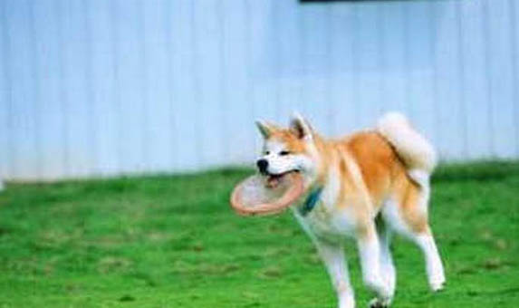 柴犬和秋田犬哪個好養(yǎng)