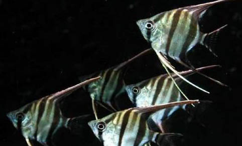 養(yǎng)剛出生的孔雀魚需要注意什么
