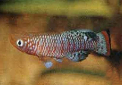 家里養(yǎng)貓又養(yǎng)魚相克嗎