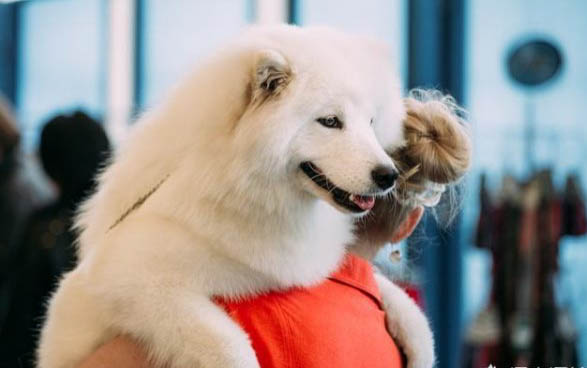 什么是薩摩耶犬的脫毛癥