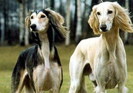 不列塔尼獵犬哪里有賣