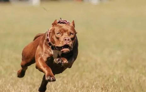 比特犬一只多少錢