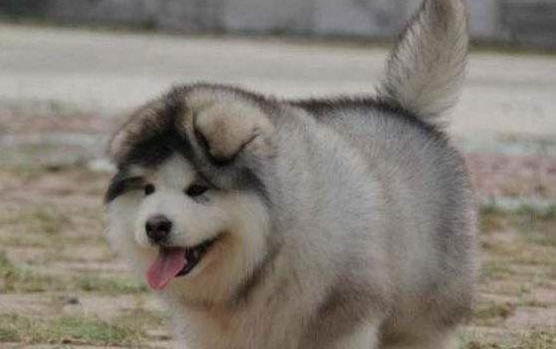 狗狗死前征兆