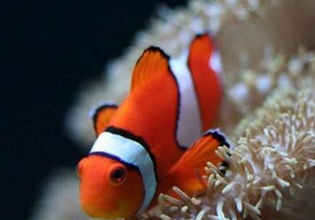 小丑魚是淡水魚還是淡水海水魚
