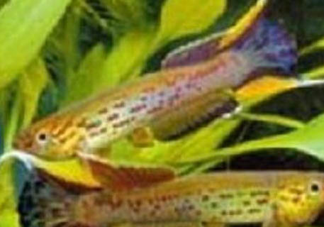 養(yǎng)蘭壽金魚不用過濾可以嗎