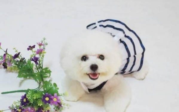 10斤狗一次吃多少狗糧