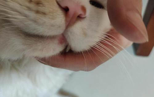 貓咪發(fā)出呼嚕聲是什么意思