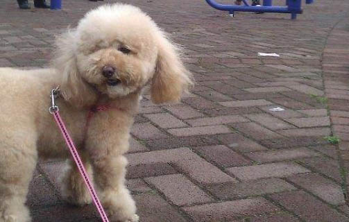 狗狗過敏會自己消腫嗎