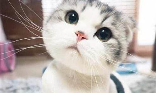 折耳貓如何飼養(yǎng)