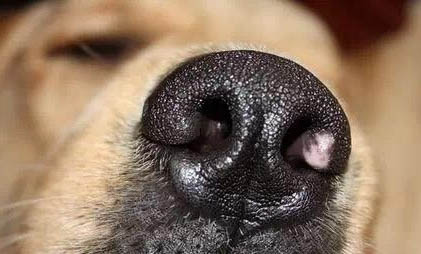 狗狗冠狀病毒能自愈嗎？
