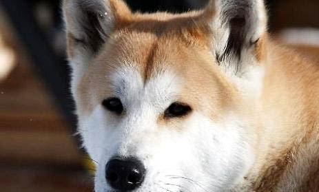 秋田犬和柴犬哪個好？
