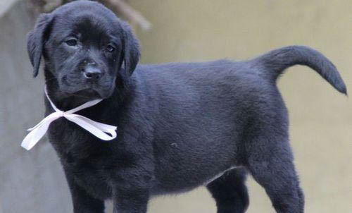 市場價拉布拉多幼犬多少錢一只啊