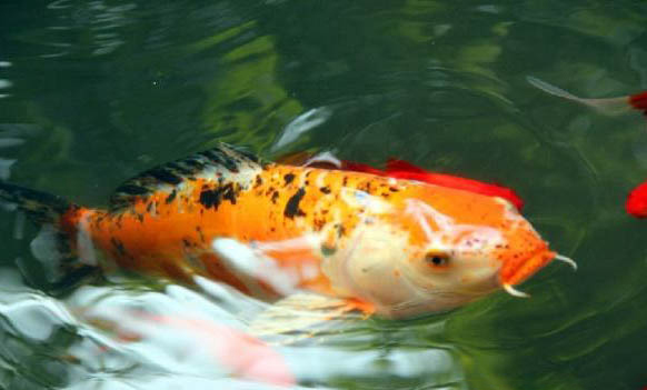 錦鯉可以和鸚鵡魚混養嗎