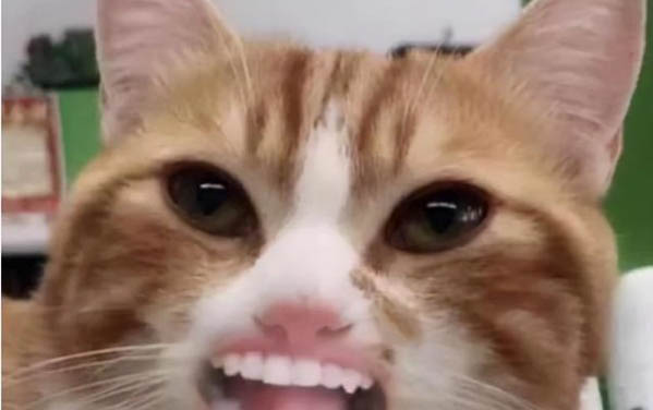 小貓多久洗澡