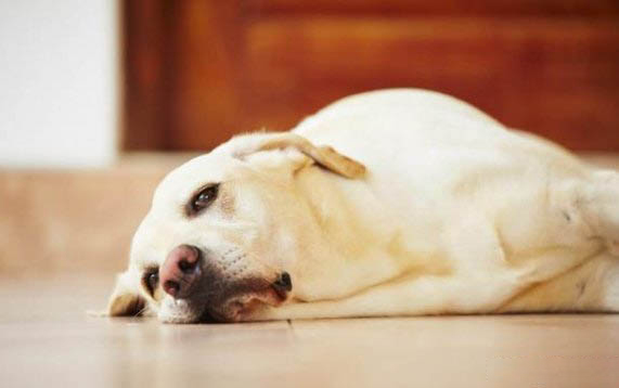 狗狗感冒了癥狀有哪些