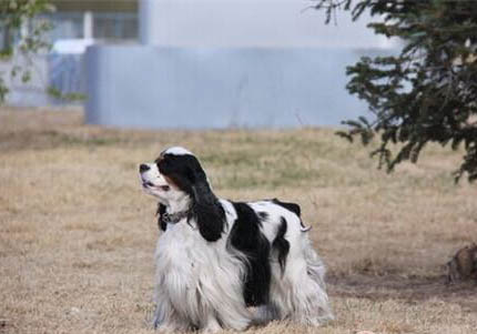 美國可卡犬多少錢一只?