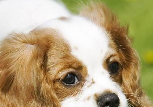西班牙小獵犬肥胖怎么減肥
