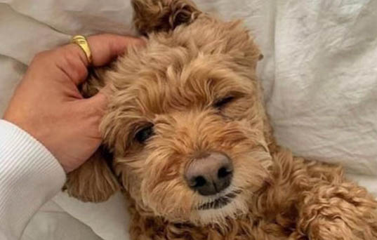 為寵物狗清潔耳道的方法犬的美容