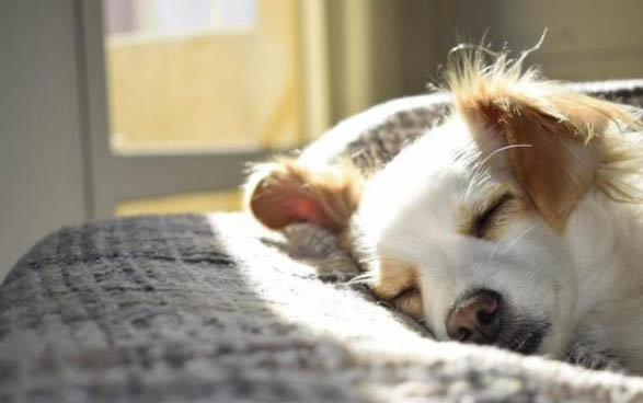 狗狗犬瘟抽搐還有救嗎