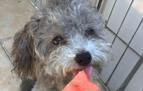 泰迪犬養多久才會認主人