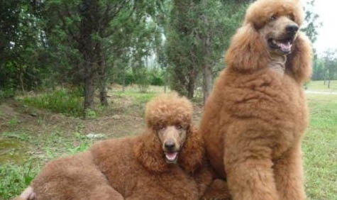 泰迪巨貴犬多少錢一只