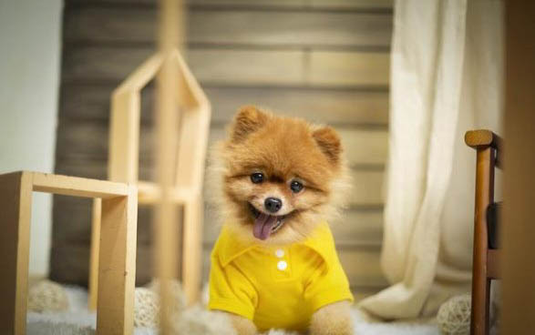 小狗可以吃葡萄嗎為什么呢