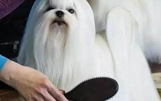 狗狗大便有血是什么原因