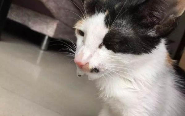 新生貓咪幾天睜眼幾天排便