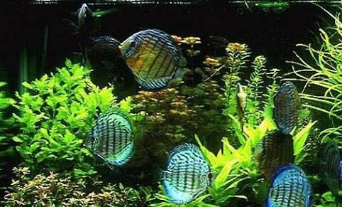 魚缸水變白霧渾濁該怎么辦