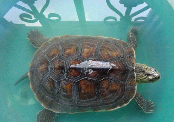 花龜為什么會有毒