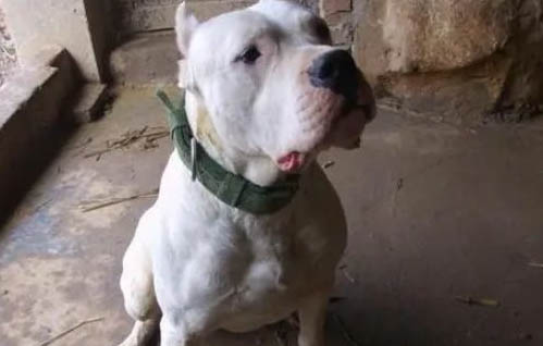 怎么樣才讓杜高犬喜歡打架呢