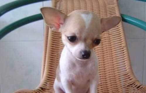 白色的小型犬有哪些品種？