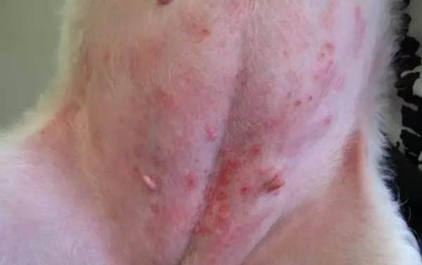 狗狗細(xì)小的癥狀都有哪些癥狀