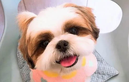 西施犬愛睡覺為什么