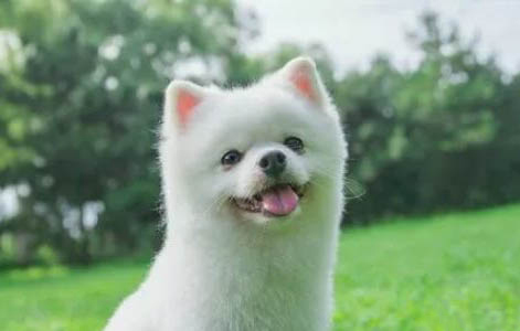 飼養(yǎng)幼犬的注意事項(xiàng)