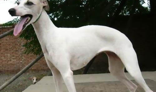 惠比特犬坐月子注意事項