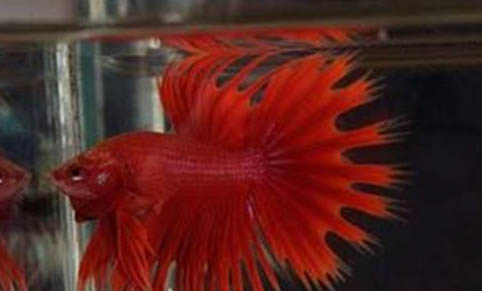 紅色觀賞魚有哪些品種