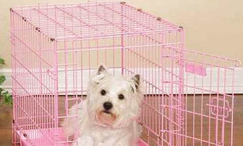 如果狗狗得了狂犬病會有哪些癥狀