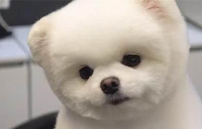 博美狗狗為什么會(huì)流眼淚？怎么處理？注意事項(xiàng)是什么？