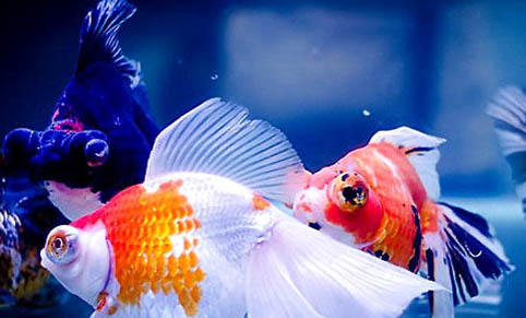 金魚有哪些種類