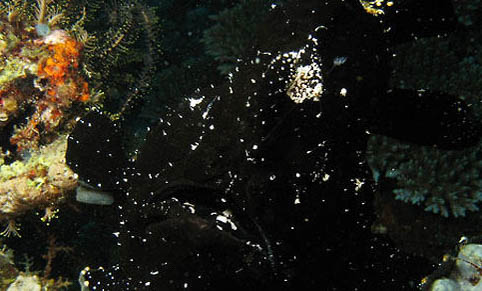 養(yǎng)小熱帶魚的技巧