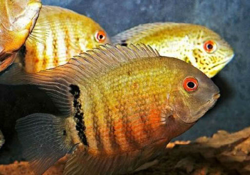 水泥魚池要泡多久才能養魚
