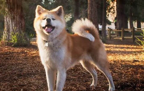秋田犬和柴犬哪個好