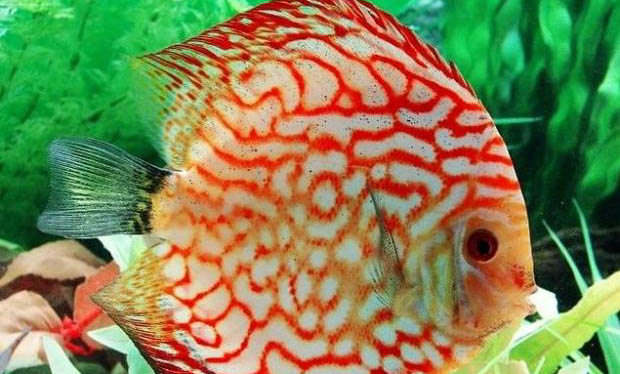 觀賞魚春季多發疾病有哪些