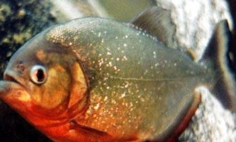 孔雀魚吃魚蟲好嗎