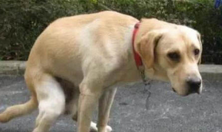 狗狗經常嘔吐黃水泡沫粘液