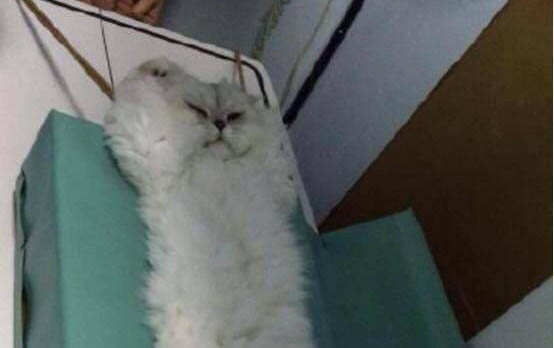 貓咪身上有皮屑怎么辦