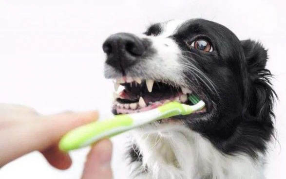 狗狗中暑嘔吐怎么辦啊