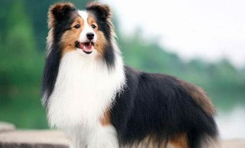 狗不出門為什么得犬瘟？